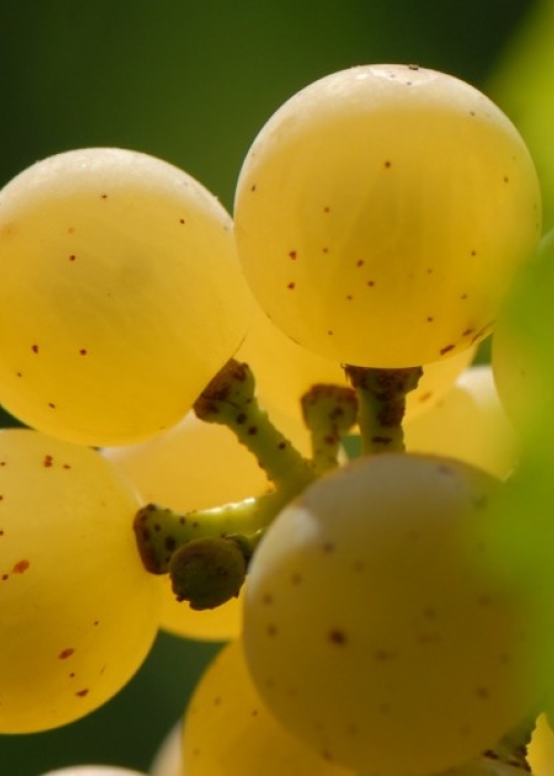 Chardonnay ANT 0920